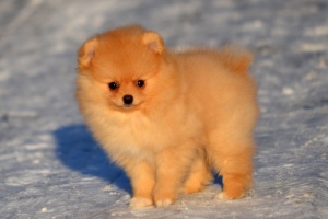 Photo №1. pomeranian - for sale in the city of Москва | 528$ | Announcement № 5835