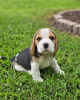 Photo №4. I will sell beagle in the city of Франкфурт-на-Майне. private announcement - price - 380$