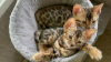 Photo №1. bengal cat - for sale in the city of Munich | 264$ | Announcement № 122581