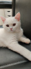 Photo №1. british shorthair - for sale in the city of Portland | 1000$ | Announcement № 24037