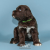 Photo №2 to announcement № 98482 for the sale of portuguese water dog - buy in Portugal breeder