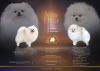 Additional photos: 2 male pomeranian with FCI-LKD