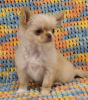 Photo №2 to announcement № 108751 for the sale of chihuahua - buy in Germany private announcement, breeder