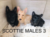 Additional photos: Scottish Terrier Puppies