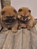 Photo №2 to announcement № 126732 for the sale of chow chow - buy in Serbia 