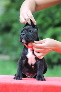 Photo №2 to announcement № 2412 for the sale of cane corso - buy in Belarus from nursery, breeder