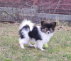 Additional photos: Papillon puppies from the kennel!