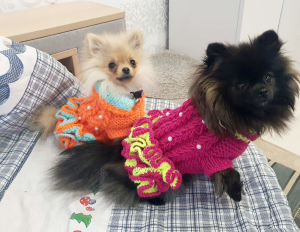 Photo №1. KNITTED DRESS (CLOTHES) FOR DOGS AND CAT ORDER in the city of Minsk. Price - 10$. Announcement № 6791