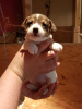 Photo №1. jack russell terrier - for sale in the city of Vienna | 317$ | Announcement № 76000