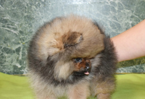 Photo №2 to announcement № 4481 for the sale of pomeranian - buy in Russian Federation breeder