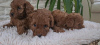 Photo №2 to announcement № 118013 for the sale of poodle (toy) - buy in Serbia breeder