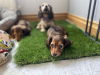 Photo №3. long-haired miniature dachshund. United Kingdom