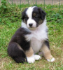 Photo №1. australian shepherd - for sale in the city of Brno | Is free | Announcement № 124148