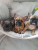 Photo №3. Christmas French Bulldog puppies available. Netherlands