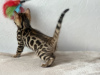 Photo №2 to announcement № 96867 for the sale of bengal cat - buy in United Kingdom private announcement, from nursery, breeder