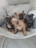 Photo №2 to announcement № 79576 for the sale of french bulldog - buy in Netherlands private announcement