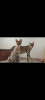 Photo №4. I will sell savannah cat in the city of Odessa. private announcement, from nursery, breeder - price - 5500$