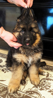 Photo №3. purebred puppy of a German shepherd. Ukraine