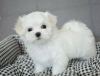 Photo №2 to announcement № 19827 for the sale of maltese dog - buy in Finland private announcement
