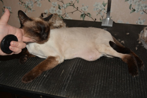 Additional photos: Dog and Cat Grooming
