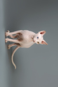 Photo №2 to announcement № 4362 for the sale of sphynx-katze - buy in Russian Federation from nursery