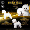 Photo №1. bichon frise - for sale in the city of Барвенково | negotiated | Announcement № 9576