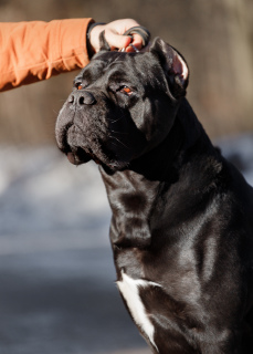 Photo №3. Dog Cane Corso for knitting in Lithuania. Announcement № 3279