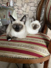 Photo №1. siamese cat - for sale in the city of Berlin | Is free | Announcement № 125407