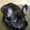 Photo №2 to announcement № 29594 for the sale of french bulldog - buy in Germany private announcement