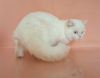 Photo №2 to announcement № 13628 for the sale of british shorthair - buy in Russian Federation from nursery