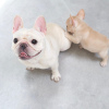 Photo №4. I will sell french bulldog in the city of Wyoming. private announcement - price - 300$