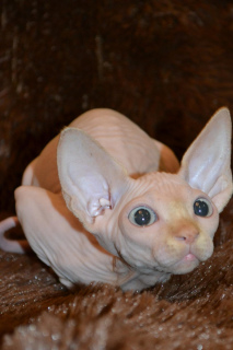 Additional photos: Sale of Sphynx kittens from the nursery!