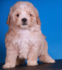 Additional photos: Maltipoo F1 puppies