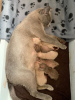 Photo №4. I will sell burmese cat in the city of Berlin. private announcement, breeder - price - 317$