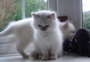 Photo №1. birman - for sale in the city of Neckertal | 528$ | Announcement № 102983