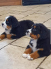 Photo №1. bernese mountain dog - for sale in the city of Брауншвейг | Is free | Announcement № 123925