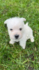 Additional photos: West highland white terrier puppies