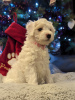 Photo №2 to announcement № 83637 for the sale of maltese dog - buy in United States private announcement