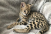 Photo №3. F1 geregistreerde Savannah-kittens te koop. Netherlands