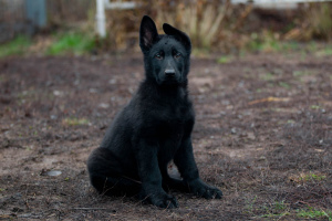 Photo №3. 4 months-black male, German shepherd, standard, from two black producers KSU. Ukraine