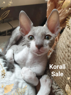 Photo №2 to announcement № 1341 for the sale of cornish rex - buy in Russian Federation from nursery, breeder