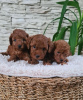 Photo №1. poodle (toy) - for sale in the city of Панчево | negotiated | Announcement № 118013