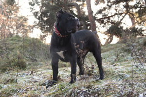 Photo №4. Mating cane corso in Lithuania. Announcement № 3279