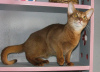 Photo №1. abyssinian cat - for sale in the city of Kobrin | 150$ | Announcement № 50891