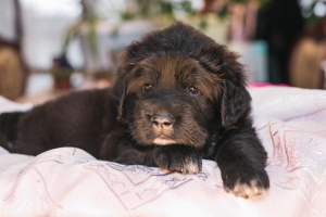 Additional photos: Tibetan mastiff. Puppies