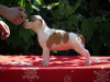 Additional photos: American Staffordshire Terrier, puppies