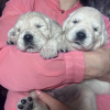 Additional photos: Golden retriever puppies