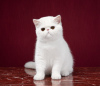 Photo №1. exotic shorthair - for sale in the city of Novosibirsk | negotiated | Announcement № 41775