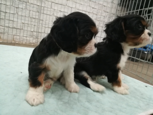 cavalier king charles spaniel puppies for sale