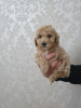 Photo №4. I will sell poodle (dwarf) in the city of Belgrade. breeder - price - 634$